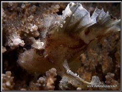 Very hard to see Leaf Scorpion Fish, holding on to the co... by Yves Antoniazzo 